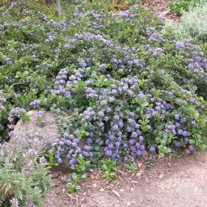 Ceanothus 'Anchor Bay', Groundcover Display