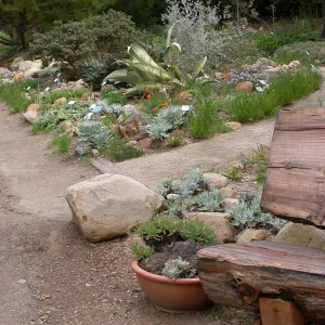 Dudleya display