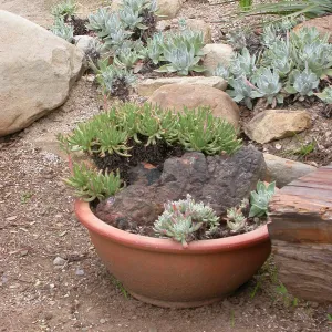 Pot of dudleya at theDudleya display