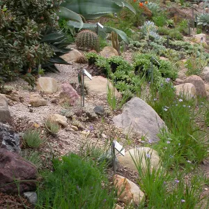 Dudleya display