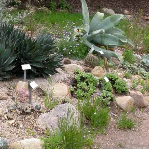 Dudleya display