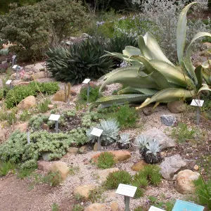 Dudleya display