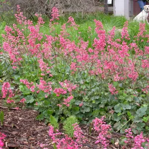 Heuchera cultivars bottom of the Groundcover Display