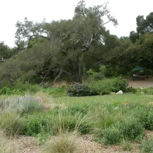 Quercus agrifolia (Coastal Live Oak)Meadow Oaks