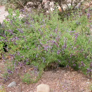 Salvia brandegii hybrid in Dudleya display (Sage brandegii)
