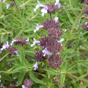 Salvia brandegeei (Santa Rosa Island Sage) hybrid in Dudleya display