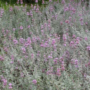Salvia leucophylla (Purple sage) east side upper Meadow
