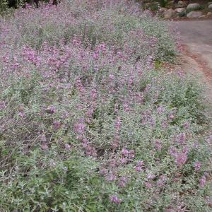 Salvia leucophylla (Purple sage) east side upper Meadow