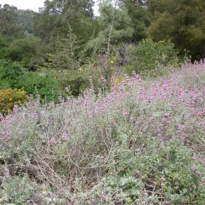 Salvia leucophylla east side upper Meadow