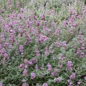 Salvia leucophylla (Purple sage) east side upper Meadow