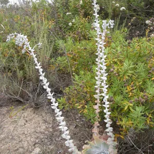 Dudleya pulverulenta, Saxony Road, San Diego County