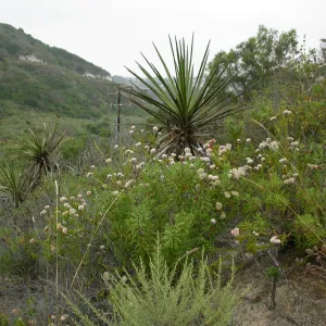 Yucca schidigera, Saxony Road, San Diego County