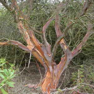Xylococcus bicolor, Saxony Road, San Diego County