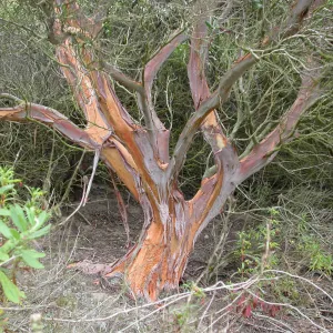 Xylococcus bicolor, Saxony Road, San Diego County