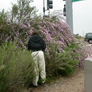 Malacothamnus fasciculatus. Carol Bornstein