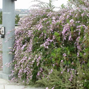 Malacothamnus fasciculatus 