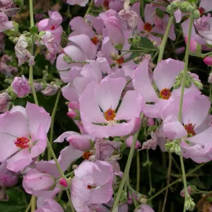 Malacothamnus fasciculatus