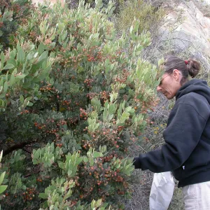 Collecting Arctostaphylos otayensis seed