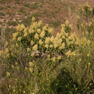 Malosma laurina. Otay Mountain, San Diego Couny