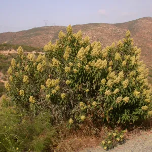 Malosma laurina. Otay Mountain, San Diego Couny