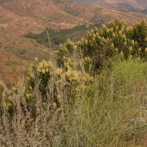 Malosma laurina. Otay Mountain, San Diego Couny