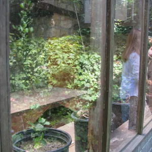 Guild House greenhouse