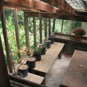 Guild House greenhouse
