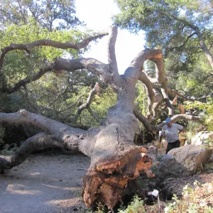 Fallen Oak in the Arroyo