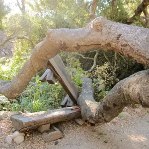 Fallen Oak and damaged bench