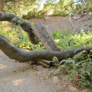 Fallen Oak