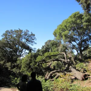 Fallen Oak
