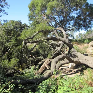 Fallen Oak