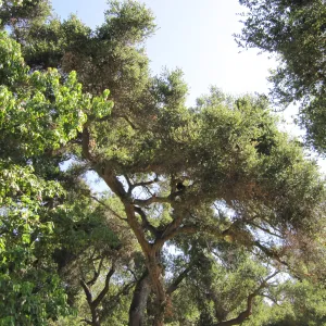 Fallen Oak