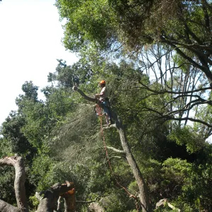 Fallen Oak in Discovery Garden