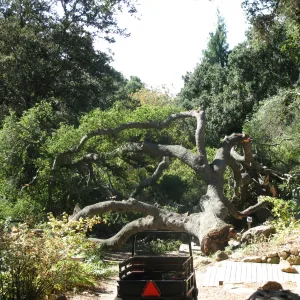 Fallen Oak in Discovery Garden