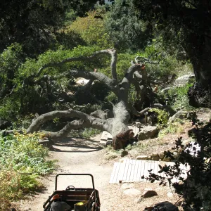 Fallen Oak in Discovery Garden