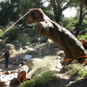 Oak Tree Removal