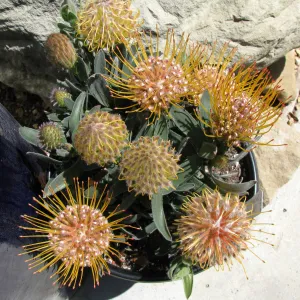 Plant in Nursery