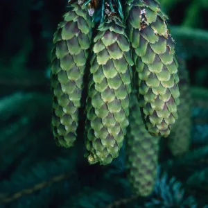 Plants of California Slide Show scans by Mad Systems (Disc 7)