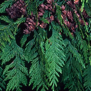 Plants of California Slide Show scans by Mad Systems (Disc 7)