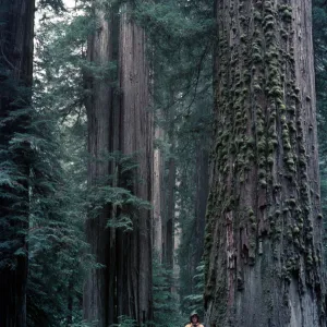 Boy Scout Tree Trail, Jedediah Smith Redwoods State Park (Coast Redwood)