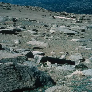 Alpine Fell-Fields, Plants of California Slide Show scans by Mad Systems (Disc 11)