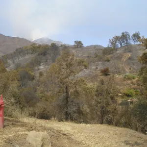 Garden property on east slope, after the Jesusita Fire