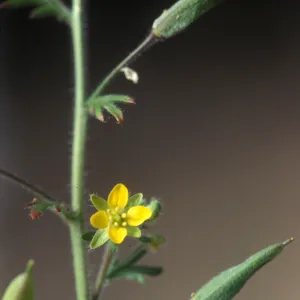 caper-fruit tropidocarpum, Garden CPC plant