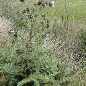 Cirsium fontinale var. obispoense, Chorro Creek bog thistle, Garden CPC plant
