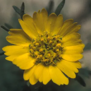 Deinandra increscens ssp. villosa, Gaviota tar plant, Garden CPC plant
