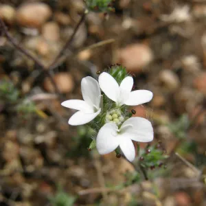 dwarf calycadenia, Garden CPC plant