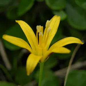 Bloomeria humilis, dwarf golden star, Garden CPC plant