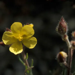 Helianthemum greenei, island rock rose, Garden CPC plant