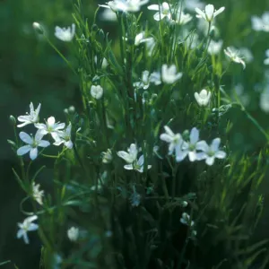 Arenaria paludicola, marsh sandwort, Garden CPC plant